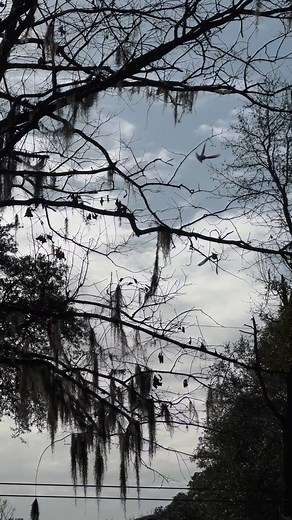 Murray's Mortuary on Reels