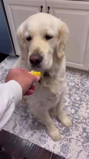 Dog try’s lemon for the first time😂| funniest dog videos of 2026😭😂 #funny #funnydog #funnyvideos #fyp #cutedog