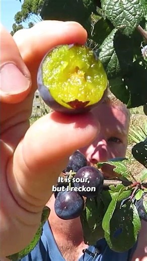 This PLUM makes the BEST Jam