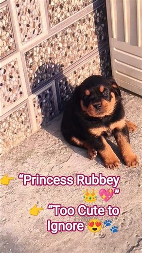 Cutest Female Rottweiler Ever? Meet Rubbey 🐾💖🔥