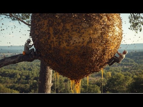 UNBELIEVABLE: Harvesting Two of the World’s Most Aggressive Beehives 200 Meters High