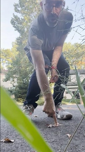 How to video and squish Spotted #Lanternflies (bug stomp)