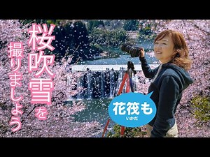 【桜吹雪を撮るための条件🌸】F値・シャッター速度・レンズ選び♪花筏もあります