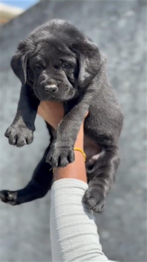 Black Labrador Female Puppy So Cute 🐾 | Adorable Lab Puppy