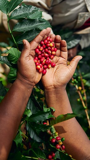 Guatemala La Colmenita Coffee 🇬🇹 At 2000 meters above sea level Finca La Colmenita (or the Beehive) is a strikingly beautiful farm, often sitting above the clouds and watching over the deep valleys of San Pedro Necta. The coffee here grows under mature trees and is scattered with many beehives providing a valuable secondary income for the farm. ☕️ Tasting notes: Grapefruit, strawberry, nutty, brown sugar. 🌐Available at RAW and online for purchase. #RAWCoffeeCompany #Guatemala #singleorigin #c