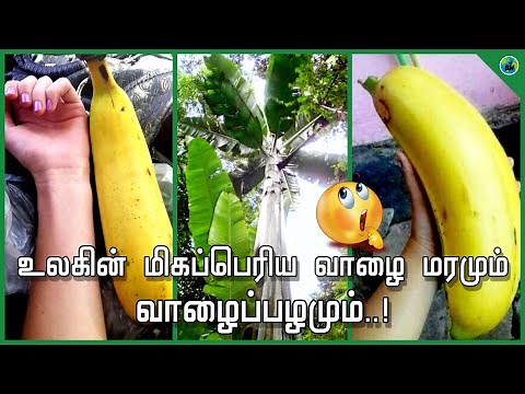 Musa ingens | World biggest banana tree | Biggest banana fruit in the world | Ingens | BioWorld | BW