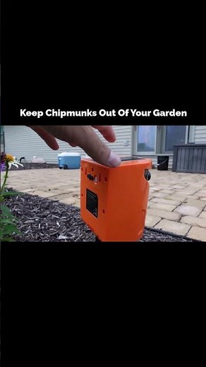 Garden Destroyed by Chipmunks? Try This Natural Fix #chipmunks #gardentips #pestcontrol #viralshorts