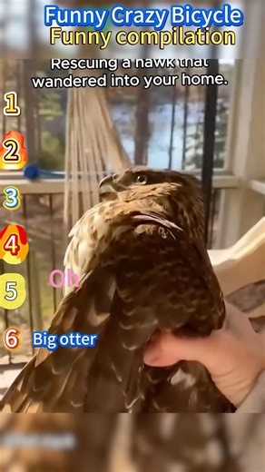 Making a new feathered friend 🦅💛#funny #animallife #funnyanimal #animals #hawk #hawks #cute