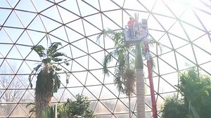 Giant palm tree at Des Moines Botanical Garden gets the ax