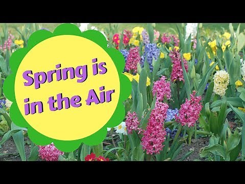 Spring is in the Air - primary school song to teach children about SPRING