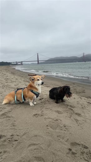 #fyp #dogsoftiktok #corgi #wirehaireddachshund | Dog Of TikTok