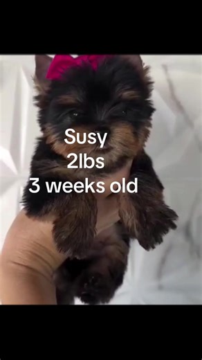 Susy is just 3 weeks old and going for $500 #yorkiesoftiktok #petsoftiktok