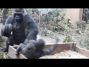 Gorilla⭐️Kintaro was beaten by an angry Momotaro.【Momotaro family】