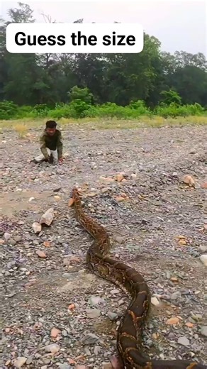 Arshad Khan on Instagram: "Guess the size of this burmese python They are one of the largest snakes on the planet #snakes #wildlife #python #fyp #reelschallenge"
