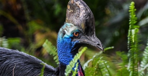 Mom And Child Survive Close Encounter With World's Most Dangerous Bird