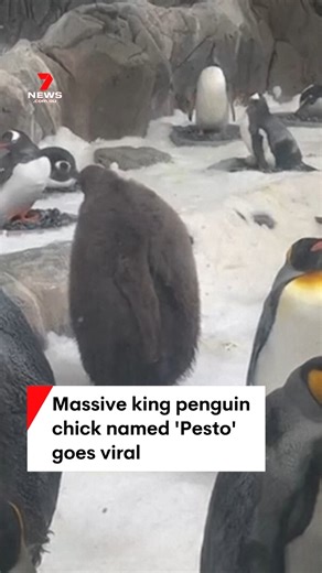 47K views · 328 reactions | Weighing in at 22 kilograms, nine-month-old king penguin 'Pesto' has become an online sensation. He's the heaviest penguin chick at Melbourne's SEA LIFE Aquarium. #7NEWS | 7NEWS Gold Coast | Facebook