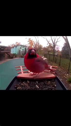 Oh lord he thicc #bigbird #birb #birdtok