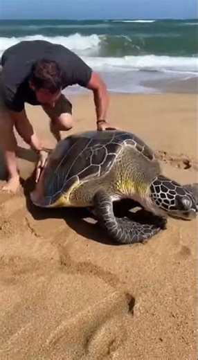 **He Flipped the Turtle… And Gave It a Second Chance 🌊🐢 #shorts**