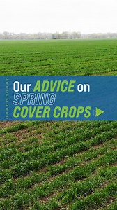 Here's our advice on spring cover crops. | Ag PhD