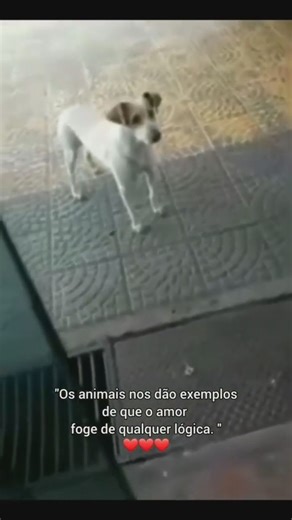 1.3M views · 58K reactions | ANIMA-LI LA LORO MISSIONE PRINCIPALE E' APRIRCI IL CHAKRA DEL CUORE ❤️ | La Verità ci Rende Liberi - Advanced Mind | Facebook