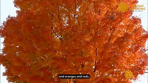Sunday Morning Rewind: 2018 🍁 🍂 Photographer Jeff Folger goes by the name "Jeff Foliage," and he REALLY loves fall colors. In New England, he heads off in his red SUV in search of the most beautiful yellows and oranges and shares them with the world. | CBS Sunday Morning