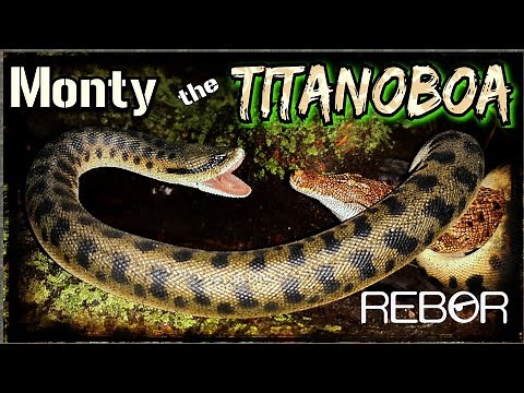 Rebor "Monty" the Titanoboa Review!!! Best Rebor figure yet???