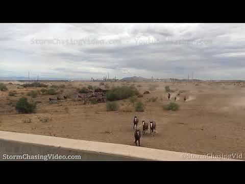 Wild Horses Stampede, Maricopa AZ - 9/25/2019