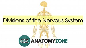 Divisions of the Nervous System - 3D Models, Video Tutorials & Notes | AnatomyZone