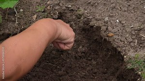 An elderly woman gardener loosens hard soil. Soil cultivation: how to loosen compacted soil.