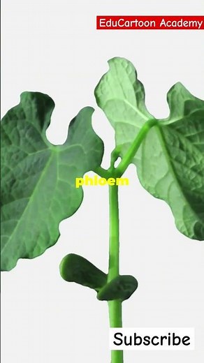 Transport in Plants Simplified | Class 11 Biology | EduCartoon Academy