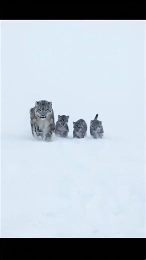 Snow Leopard Cubs Learning to Run in the Snow
