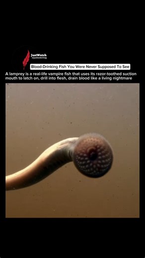 JustWatch on Instagram: "Follow @justwatchog for daily wildlife facts that actually teach you something new and make you see nature differently. Lampreys are one of Earth’s oldest surviving species, dating back more than 360 million years, long before dinosaurs existed. They have no jaws, no scales, and barely any bones, yet they evolved a circular suction mouth lined with over 100 tiny teeth designed to latch onto fish, drill into their skin, and feed on their blood. Scientists call them “livin