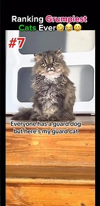 Ranking Grumpiest Cats Ever 🤣🤣😂😂 #ranked #catfunny #funny #catvideos #grumpycat #pets