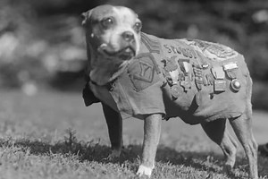 La increíble vida de Stubby, el perro que salvó vidas y fue condecorado como un héroe de guerra
