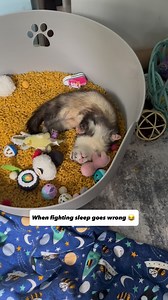 Crash fighting sleep until he can’t fight it anymore 😴 . . . . . #ferret #cuteferret #babyferret #ferretlover #cuteanimegirl #fightingsleep #huron #funnyanimals #ferretfun #naptime #sleepypets | Ferrettails