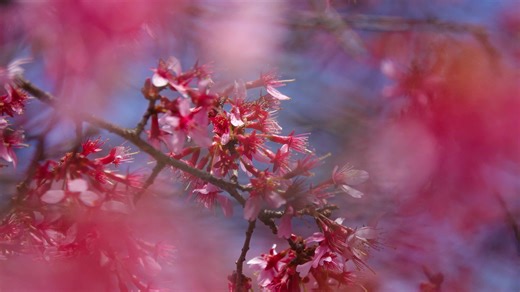 Cherry blossoms are blooming. Where you can find them in Delaware, other blooms to see