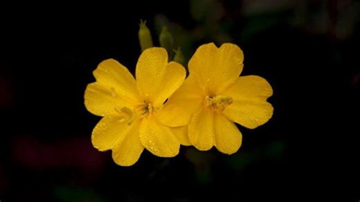 Flower, Primrose, Plant. Free Stock Video