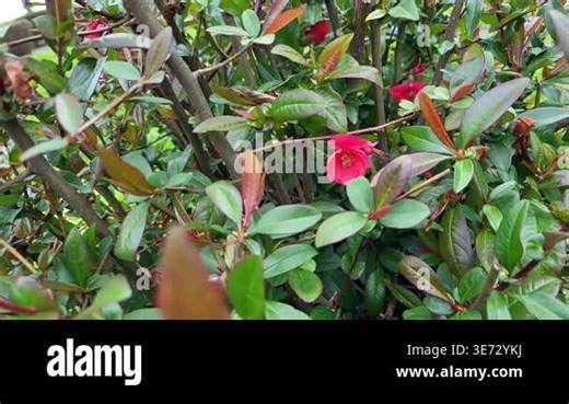 beautiful red hibiscus flower in the garden Stock Video Footage - Alamy