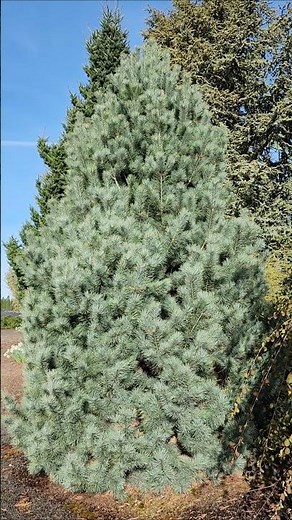 Pacific Blue Macedonian Pine #gardening #pine #conifer #conifergarden #conifers