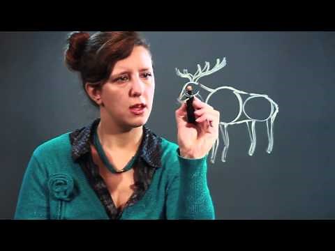 How to Draw an Elk Step by Step
