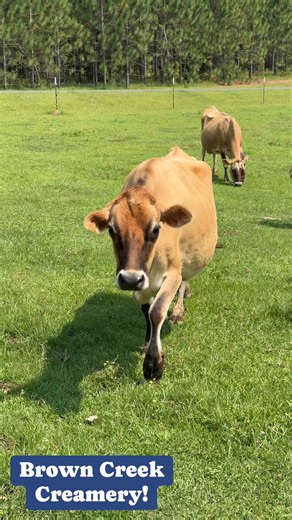 A day at Brown Creek Creamery in Anson County! #NCFarmBureau | N.C. Farm Bureau