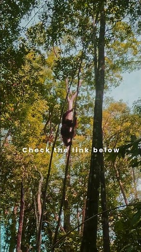 🦧 Mother Orangutan Carrying Her Baby Up a Tree #travel #nature #jungle #indonesia #wildlife