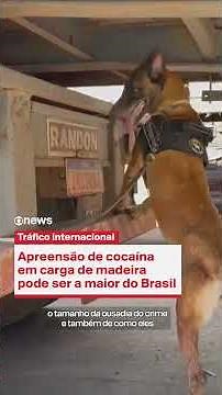 Cocaine seizure in timber shipment could be the largest in Brazil's history