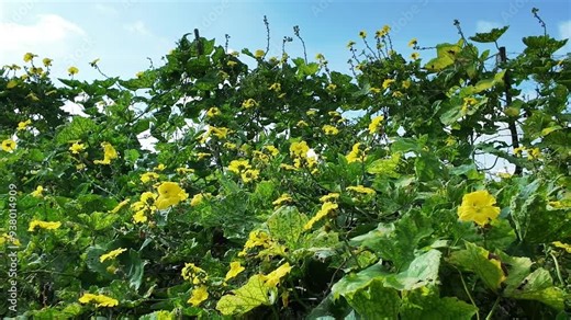 Beautiful luffa tree blooming vibrant yellow flower on trellis, vitality climbing gourd at agriculture garden, Mekong Delta, Viet nam