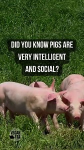1.7K views · 208 reactions | Did you know pigs are very intelligent...
