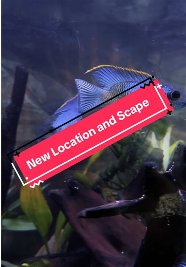 Relocated the Electric Blue Acara Tank and given it a full make over. #fish #2025 #fishtank #love #aquarium #plantedtank #tropicalfish #fishlover #aquariumhobby #fishkeeping #world #me #follow #daily #foryoupage #dayinmylife #breeding #fishdaddy #ticktok