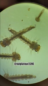projet larves de moustiques#microbiology #microscope #insects