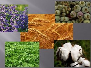 Ottoman Empire Constitutionalism