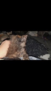 Poor Baby Gabby. She had a slightly traumatic experience a bit ago. Somehow she got stuck in between the storm door and the screen door. I happened to go downstairs and heard her little screech. I followed her cries and found her between the doors. She's fine... She's tiny so had enough room to move around. But she was scared and a bit cold too. She had to be held and loved on for a bit then followed me upstairs for some biscuit making and pets. Luckily it didn't happen later in the evening, if 