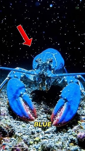 This Blue Lobster Is Real… and Almost Impossible to Find 🦞. #documentary#usashorts#viral